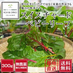 無農薬 和歌山産 スイスチャード（ベビーリーフ） 300g［送料無料］■期日指定不可・発想翌日受取限定：お届け時間帯にご注意ください■｜koji-de-omiso