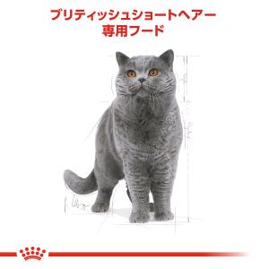ロイヤルカナン 猫 キャットフード ブリティッ...の詳細画像2