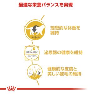 ロイヤルカナン 猫 キャットフード ブリティッ...の詳細画像3