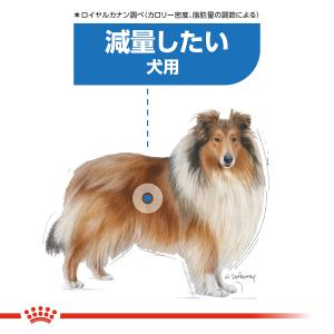 ロイヤルカナン 犬 ドッグフード マキシ ライ...の詳細画像2