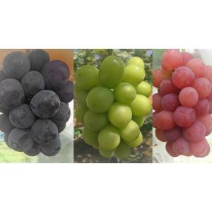 小島ぶどう園詰め合わせ　家庭用　朝採り　農家直送　種なし　2.5kg
