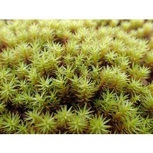 杉苔 盆栽 苔玉 の商品一覧 花 ガーデニング 通販 Yahoo ショッピング