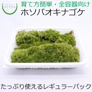 (観葉植物 おしゃれ ミニ テラリウム コケリウム