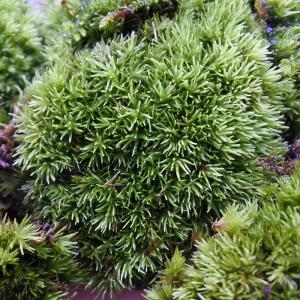 (観葉植物 おしゃれ ミニ テラリウム コケリ...の詳細画像1
