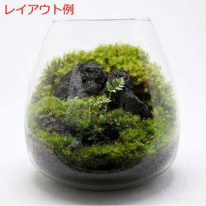 (観葉植物 おしゃれ ミニ テラリウム コケリ...の詳細画像3