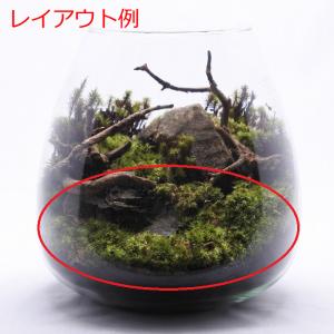 (観葉植物 おしゃれ ミニ テラリウム コケリ...の詳細画像4