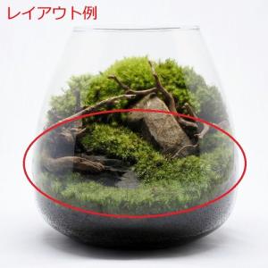 (観葉植物 おしゃれ ミニ テラリウム コケリ...の詳細画像5