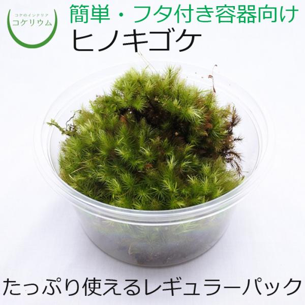 (観葉植物 おしゃれ ミニ テラリウム コケリウム 苔 コケ 苔テラリウム 苔リウム 園芸 苔玉 苔...