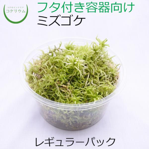 (観葉植物 おしゃれ ミニ テラリウム コケリウム 苔 コケ 苔テラリウム 苔リウム 園芸 苔玉 コ...