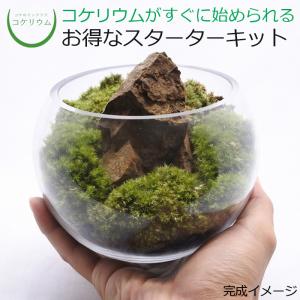 (観葉植物 おしゃれ ミニ テラリウム キット コケリウム 苔 コケ 苔テラリウム 苔リウム 園芸 ハイドロカルチャー 初心者 セット) コケリウムキット S