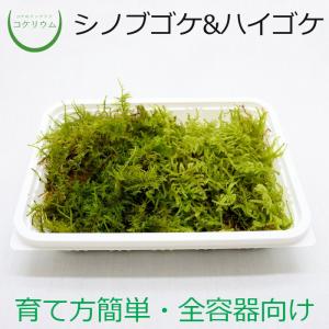 苔盆栽 親はりねずみ 能作＆品品 小林健二 nousaku のうさく 盆栽 苔