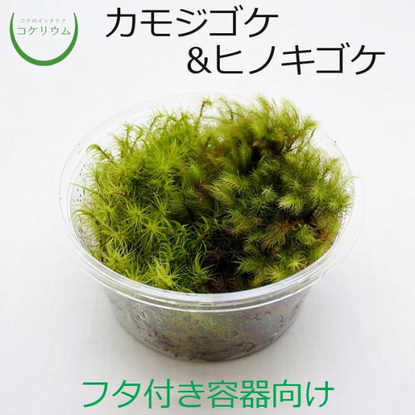 (観葉植物 おしゃれ ミニ テラリウム コケリウム 苔 コケ 苔テラリウム 苔リウム 園芸 苔玉 苔...