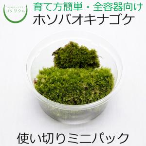 (観葉植物 おしゃれ ミニ テラリウム コケリウム 苔 コケ 苔テラリウム 苔リウム 苔玉 コケ玉 ハイドロカルチャー パック) ホソバオキナゴケ(ヤマゴケ) ミニ