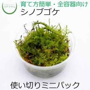 シノブゴケ 活着の商品一覧 通販 Yahoo ショッピング