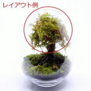 (観葉植物 おしゃれ ミニ テラリウム コケリ...の詳細画像3