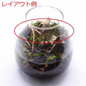 (観葉植物 おしゃれ ミニ テラリウム コケリ...の詳細画像4