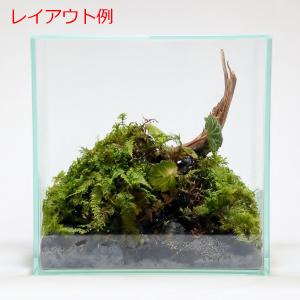 (観葉植物 おしゃれ ミニ テラリウム コケリ...の詳細画像5