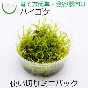 (観葉植物 おしゃれ ミニ テラリウム コケリウム 苔 コケ 苔テラリウム 苔リウム 園芸 苔玉 コケ玉 苔盆栽 ハイドロカルチャー パック) ハイゴケ ミニ