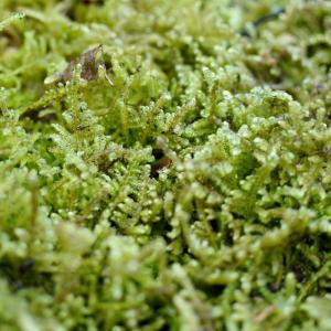 (観葉植物 おしゃれ ミニ テラリウム コケリ...の詳細画像1