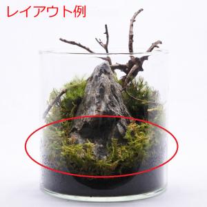 (観葉植物 おしゃれ ミニ テラリウム コケリ...の詳細画像3