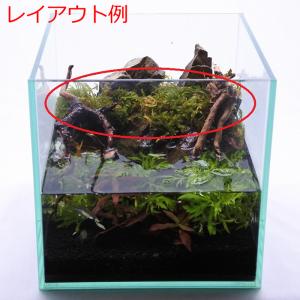 (観葉植物 おしゃれ ミニ テラリウム コケリ...の詳細画像4