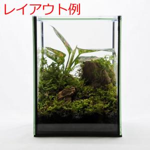 (観葉植物 おしゃれ ミニ テラリウム コケリ...の詳細画像5