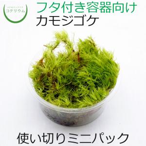 (観葉植物 おしゃれ ミニ テラリウム コケリウム 苔 コケ 苔テラリウム 苔リウム 園芸 苔玉 苔盆栽 ハイドロカルチャー パック) カモジゴケ ミニ