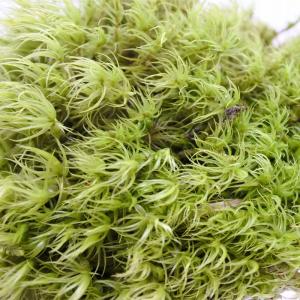 (観葉植物 おしゃれ ミニ テラリウム コケリ...の詳細画像1