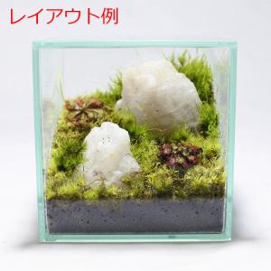 (観葉植物 おしゃれ ミニ テラリウム コケリ...の詳細画像3