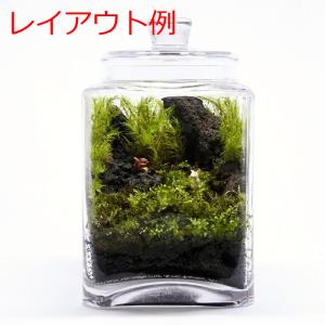 (観葉植物 おしゃれ ミニ テラリウム コケリ...の詳細画像4