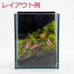 (観葉植物 おしゃれ ミニ テラリウム コケリ...の詳細画像5