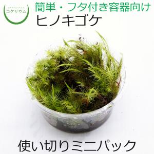 (観葉植物 おしゃれ ミニ テラリウム コケリウム 苔 コケ 苔テラリウム 苔リウム 園芸 苔玉 苔盆栽 ハイドロカルチャー パック) ヒノキゴケ ミニ