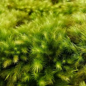 (観葉植物 おしゃれ ミニ テラリウム コケリ...の詳細画像1