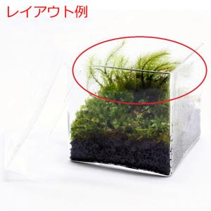 (観葉植物 おしゃれ ミニ テラリウム コケリ...の詳細画像3