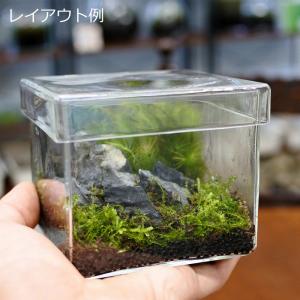 (観葉植物 おしゃれ ミニ テラリウム コケリ...の詳細画像4