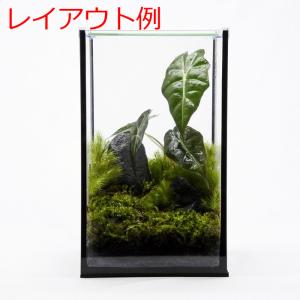 (観葉植物 おしゃれ ミニ テラリウム コケリ...の詳細画像5