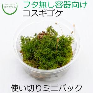 (観葉植物 おしゃれ ミニ テラリウム コケリウム 苔 コケ 苔テラリウム 苔リウム 園芸 苔玉 コケ玉 苔盆栽 ハイドロカルチャー パック) コスギゴケ ミニ