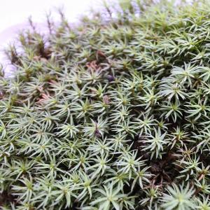 (観葉植物 おしゃれ ミニ テラリウム コケリ...の詳細画像1