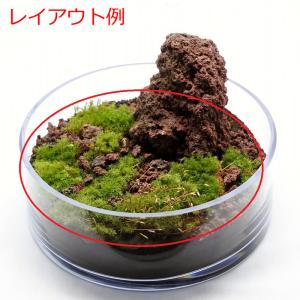 (観葉植物 おしゃれ ミニ テラリウム コケリ...の詳細画像3