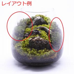 (観葉植物 おしゃれ ミニ テラリウム コケリ...の詳細画像4