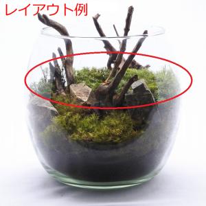 (観葉植物 おしゃれ ミニ テラリウム コケリ...の詳細画像5