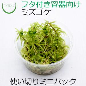 (観葉植物 おしゃれ ミニ テラリウム コケリウム