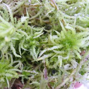 (観葉植物 おしゃれ ミニ テラリウム コケリ...の詳細画像1