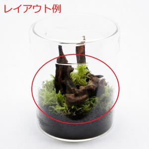 (観葉植物 おしゃれ ミニ テラリウム コケリ...の詳細画像3