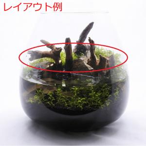 (観葉植物 おしゃれ ミニ テラリウム コケリ...の詳細画像4