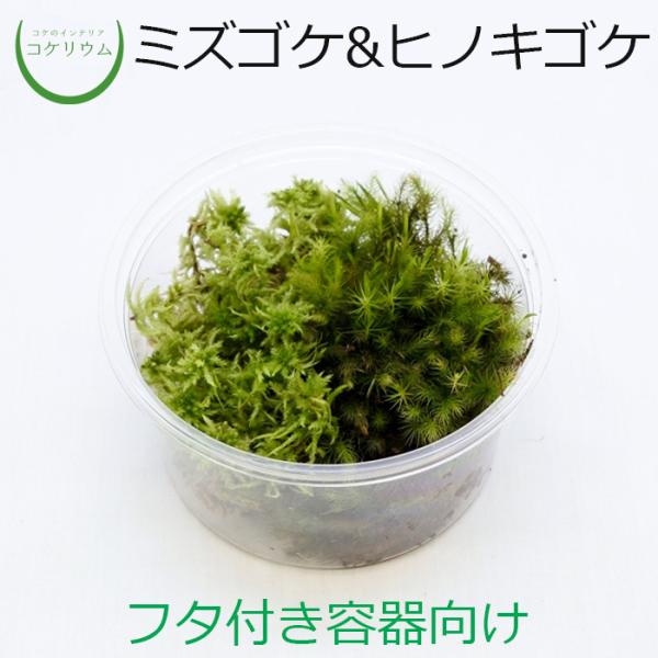 (観葉植物 おしゃれ ミニ テラリウム コケリウム 苔 コケ 苔テラリウム 苔リウム 園芸 苔玉 苔...