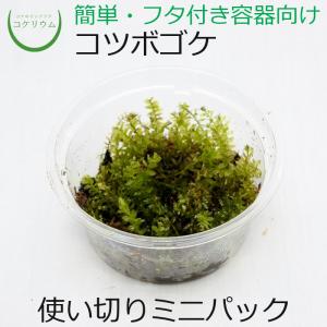 (観葉植物 おしゃれ ミニ テラリウム コケリウム 苔 コケ 苔テラリウム 苔リウム 園芸 苔玉 コケ玉 苔盆栽 ハイドロカルチャー パック) コツボゴケ ミニ