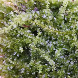 (観葉植物 おしゃれ ミニ テラリウム コケリ...の詳細画像1