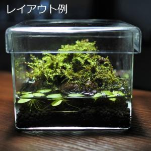 (観葉植物 おしゃれ ミニ テラリウム コケリ...の詳細画像3