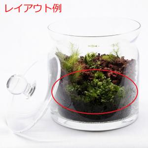 (観葉植物 おしゃれ ミニ テラリウム コケリ...の詳細画像4